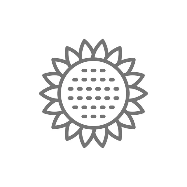 Векторний соняшник, значок лінії квітів . — стоковий вектор
