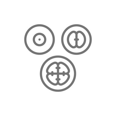 Hücre bölünmesi aşamaları, embriyolar, embriyogenez çizgi simgesi.