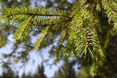 doğa arka plan görüntüsü, yaprak dökmeyen ağaç dalı, yatay yönlendirme