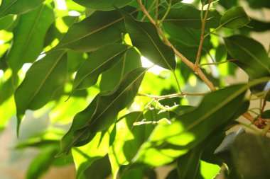 arka plan resmi, bir sürü yeşil ficus dallarda yaprakları.