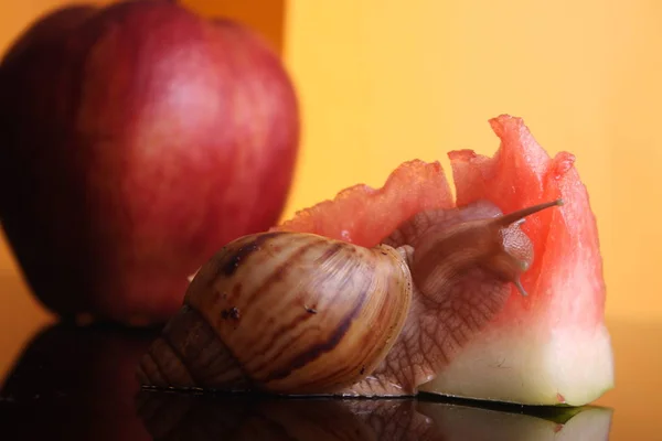 애플과 박으로 달팽이 — 스톡 사진