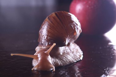 yakın hayvan, sarmal kabuk salyangoz Achatina ve apple görüntü kadar izole