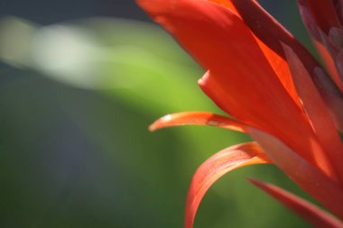 bir makro fotoğraf kırmızı bir çiçek