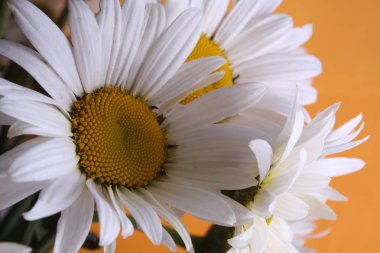 Görüntü arka plan, papatya yaprakları fotoğrafını ekrana kapatın, çiçek çiçek