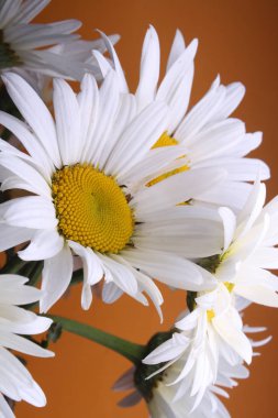 Görüntü arka plan, papatya yaprakları fotoğrafını ekrana kapatın, çiçek çiçek