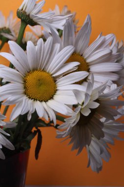 Görüntü arka plan, papatya yaprakları fotoğrafını ekrana kapatın, çiçek çiçek