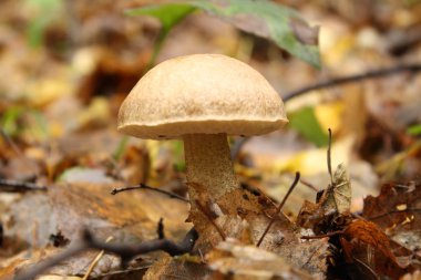 arka plan resmi doğa, gıda, closeup orman yenilebilir mantar