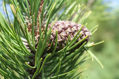 closeup çam kozalağı dalı 