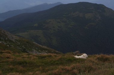 dağın tepesine muhteşem manzara