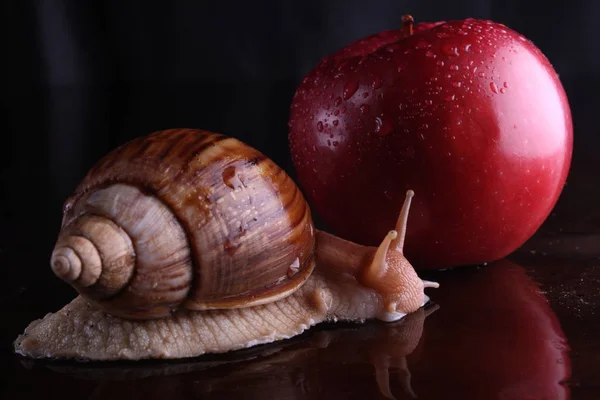 Yakın Hayvan Sarmal Kabuk Salyangoz Achatina Apple Görüntü Kadar Izole — Stok fotoğraf