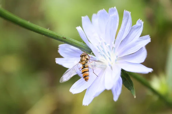 Imagen Fondo Naturaleza Abeja Pequeña Sobre Pétalos Azules — Foto de Stock