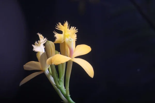 Fleur Orchidée Ressemble Alian — Photo