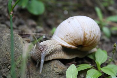 beyaz bir spiral salyangoz fotoğrafı yakın