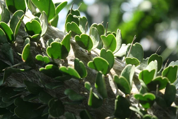 close up photo of cactus, needles and leaves in shape of heart