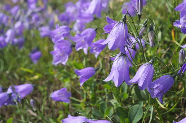蓝色的钟花 生长在乌克兰喀尔巴阡山脉的草地上 — 图库照片
