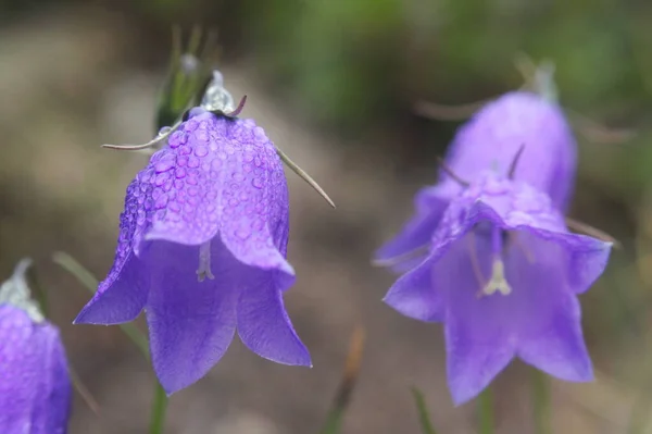 Цвітні Квіти Блакитний Колір Росте Лузі Гір Українських Карпат — стокове фото