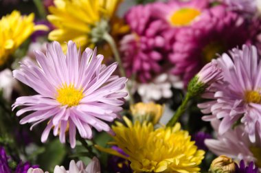 Bir sonbahar buketinin bir parçasının yakın plan çekimi, farklı renkteki çiçekler arasında bir manzara