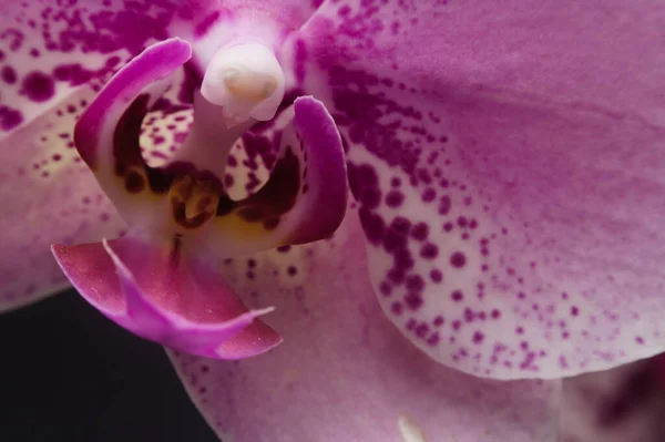 在深色背景下的花序兰花开花特写 — 图库照片