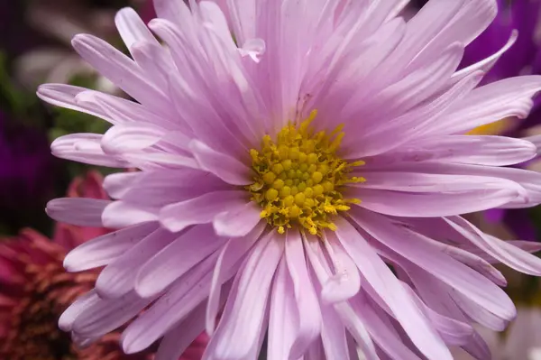 Primer Plano Flor Otoño Pétalos Crisantemo Púrpura Ramo — Foto de Stock