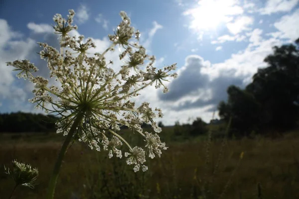 Fotografía Paisaje Prado Verano Con Una Flor Primer Plano — Foto de Stock