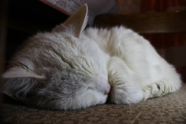 Kedimin sıradan hayatı