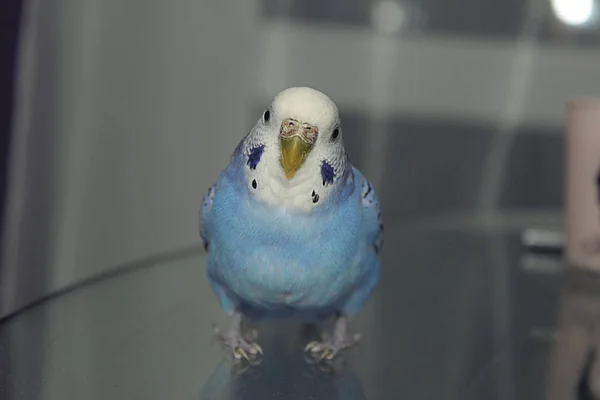 Jak Kocham Papugi — Zdjęcie stockowe