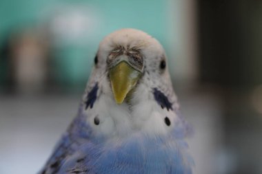 Papağanları nasıl sevebilirim??