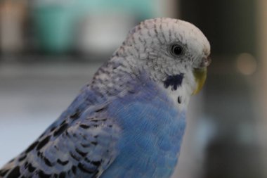 Papağanları nasıl sevebilirim??