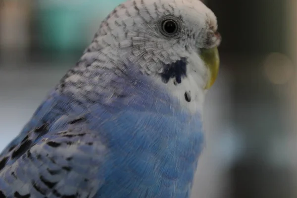 Cómo Encantan Los Loros — Foto de Stock