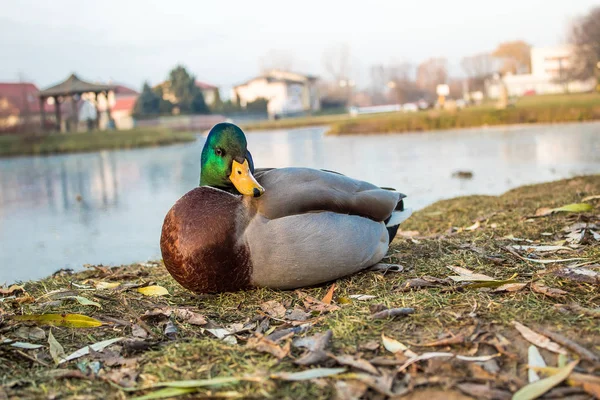 Eend Wandeling Het Park Natuurlijke Leven Van Eenden Vogels — Stockfoto