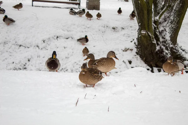 Eend Wandeling Het Park Natuurlijke Leven Van Eenden Vogels — Stockfoto