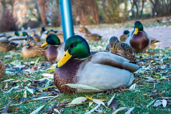 Eend Wandeling Het Park Natuurlijke Leven Van Eenden Vogels — Stockfoto