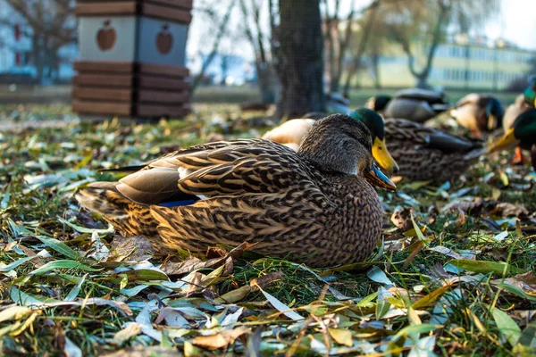 Eend Wandeling Het Park Natuurlijke Leven Van Eenden Vogels — Stockfoto