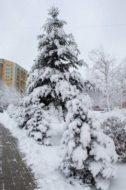 Şehir, kar peri masalı, kar siklon, ağaçlar ve karda araba, Avrupa'nın kış kış