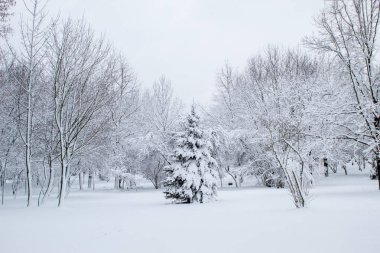 Kış masal Şehir Parkı, karlı orman, Tüylü yumuşak karda beyaz ağaçlar
