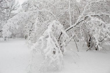 Kış masal Şehir Parkı, karlı orman, Tüylü yumuşak karda beyaz ağaçlar