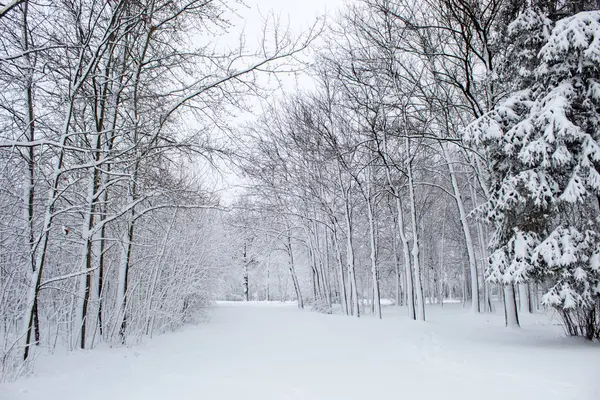 Winter Fairy Tale City Park Snowy Forest White Trees Fluffy — Stock Photo, Image