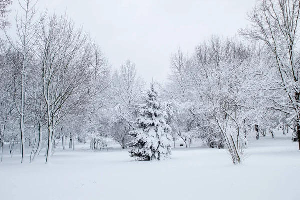 Winter Fairy Tale City Park Snowy Forest White Trees Fluffy — Stock Photo, Image