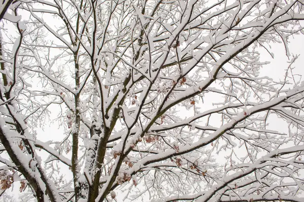 Winter Fairy Tale City Park Snowy Forest White Trees Fluffy — Stock Photo, Image