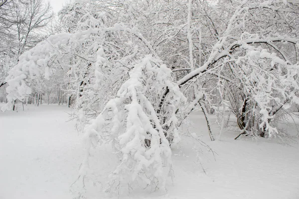 冬天童话在城市公园 白色的树木在蓬松柔软的雪 — 图库照片