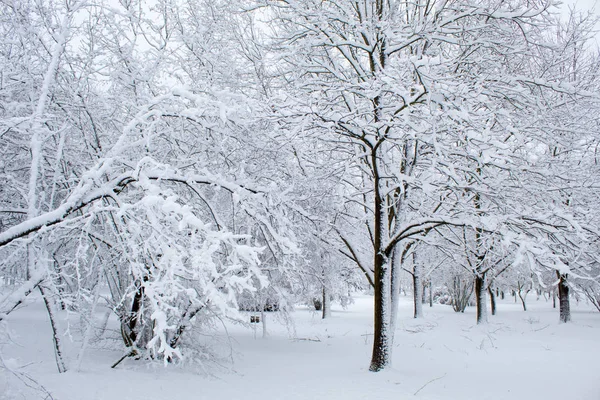 Winter Fairy Tale City Park Snowy Forest White Trees Fluffy — Stock Photo, Image