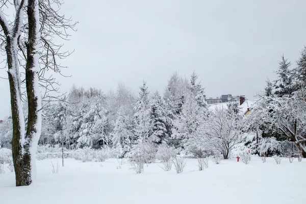 Winter Fairy Tale City Park Snowy Forest White Trees Fluffy — Stock Photo, Image