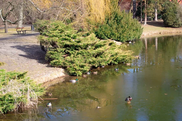 Parque Primavera Brillante Poniatowski Polonia Ciudad Lodz Parque Primavera Lago — Foto de Stock