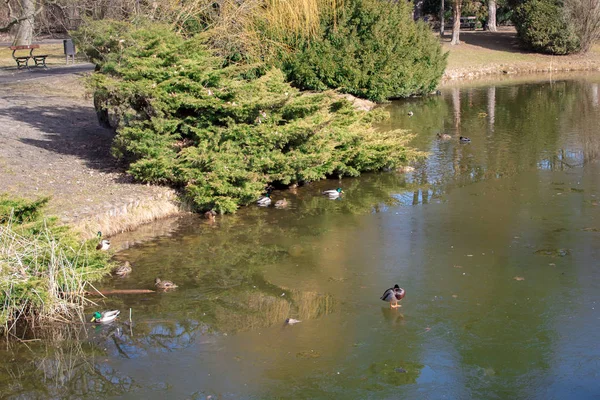 Bright Spring Park Poniatowski Poland City Lodz Spring Park Frozen — Stock Photo, Image