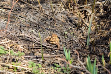 Kurbağa üreme vahşi, kurbağa çift, toads, soğuk kanlı hayat aşk