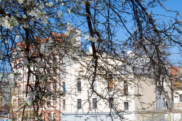 Opole şehir, Polonya, 2019 kiraz çiçeği