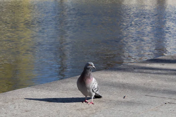 Grey city pigeon, dove in an urban environment, spring time