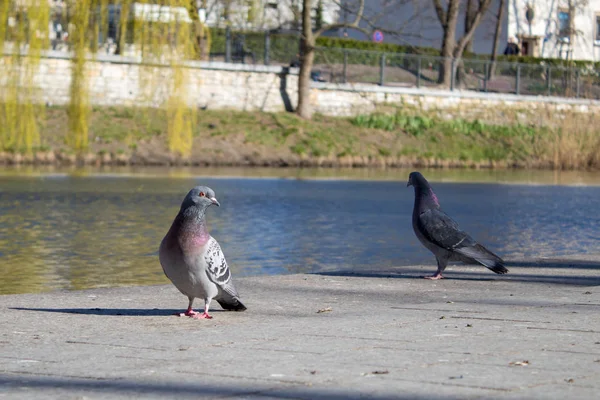 Grey city pigeon, dove in an urban environment, spring time