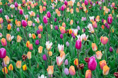 Hollanda 'da güzel renkli lale ve nergis alanları
