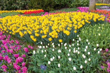 Hollanda 'da güzel renkli lale ve nergis alanları